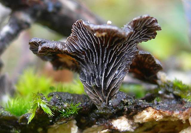 I  Funghi  dopo  l''Uragano